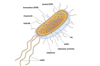 A baktériumok és az antibiotikumok