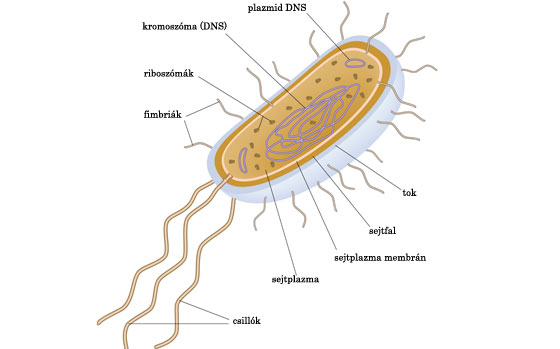 Baktérium felépítése