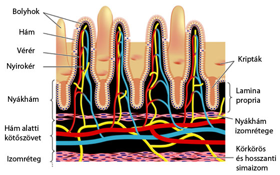 Bélbolyhok anatómia ábra