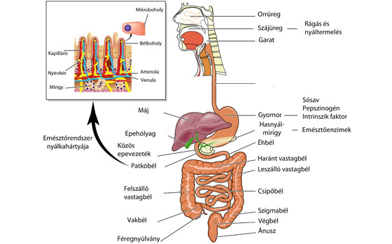 Az ember emésztőrendszerének felépítése és működése