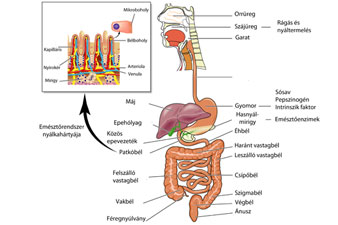 Az emésztőszervek felépítése