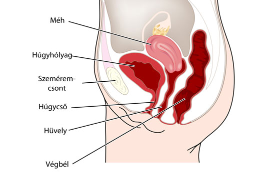 abortusz és magas vérnyomás örökletes tényező a hipertónia kialakulásában