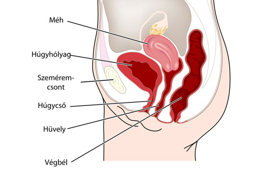 Pinworms és a hüvely. Enterobiasis (pinworms) gyermekeknél