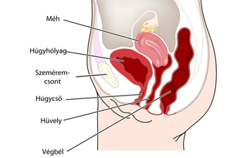 A női medence, alhas szervei: nemi szervek, húgyhólyag, végbél