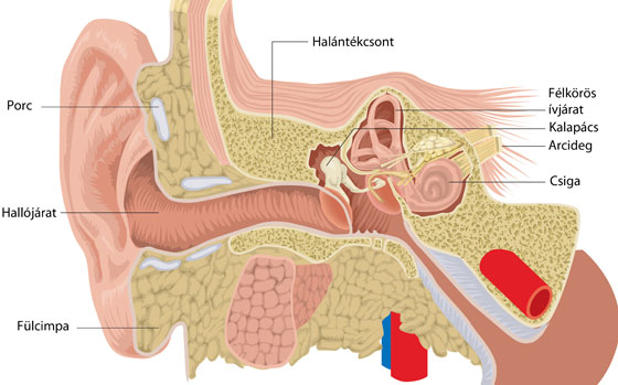 Fül anatómia