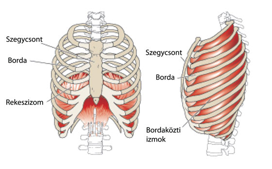 Bordák