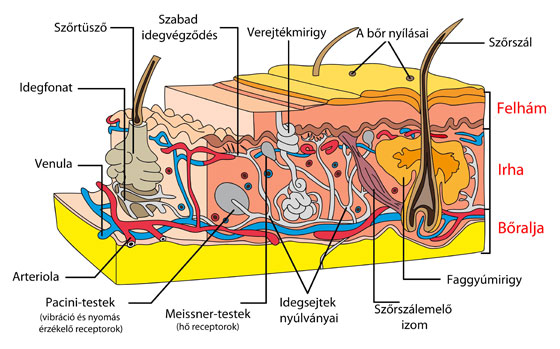 Bőrünk felépítése