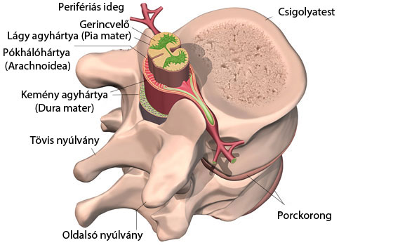 Gerinccsigolya - anatómiai ábra