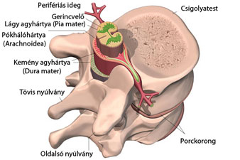 Hogyan épül fel a gerinccsigolya?