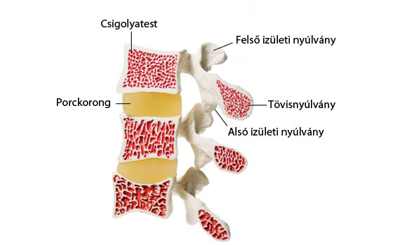 A gerinc kenőcsének csontritkulása