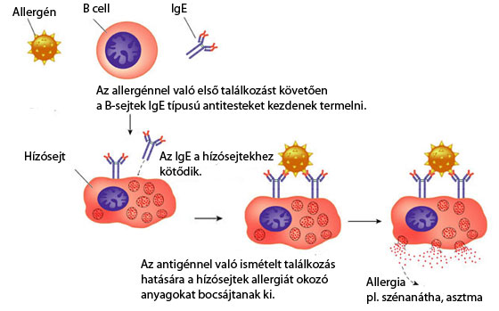 Anafilaxiás reakció ábra