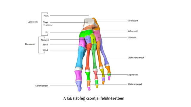 Lábfej csontjai