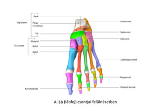 A lábfej (láb) 26 csontból épül fel