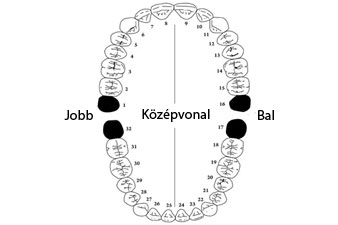 Hogyan épül fel a fogsor?