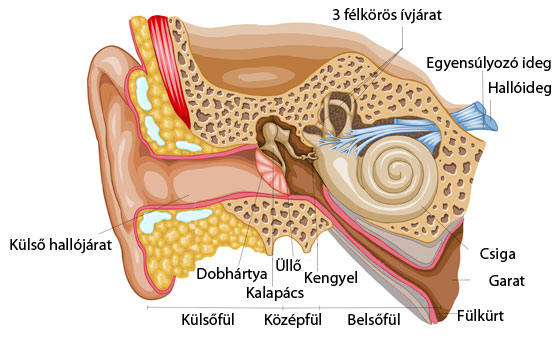 magas vérnyomás és zaj a fülben és a fejben 2-es típusú diabetes mellitus típusú 2-es típusú hipertónia