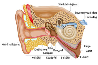 A fül felépítése