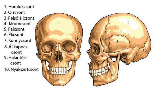 Koponyacsontok anatómia