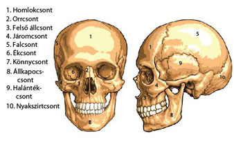 Hogyan épül fel a koponya?