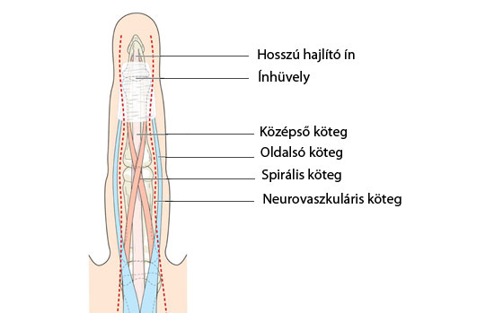 hajlító ízületek