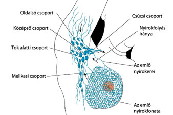 Mit kell tudni az emlő nyirokrendszeréről?