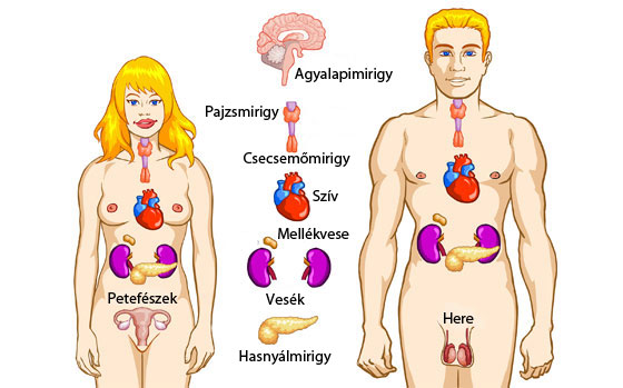 endokrin rendszer és paraziták)