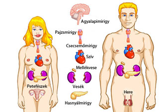 Az endokrin rendszer felépítése