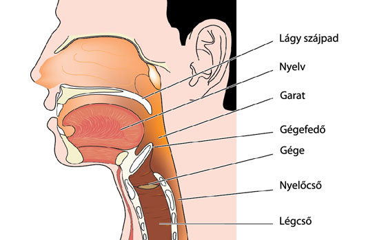 Légcső betegségek