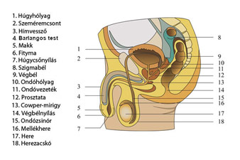 A férfi nemi szervek felépítése