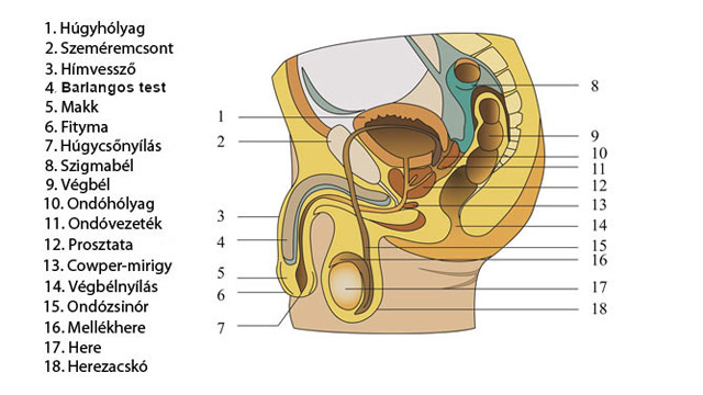 Férfi nemi szervek anatómiai ábra