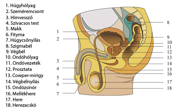 pénisz férfi nemi szerv