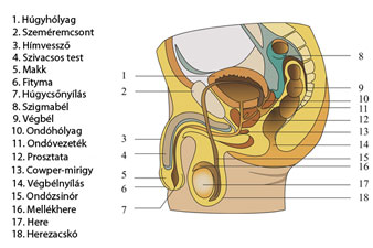 prostatitis etiológia és patogenezis