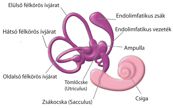 A belső fül felépítése