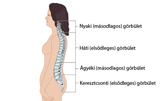 A hanyagtartás - Típusok és kezelési lehetőségek A gerinc hipertóniájának görbülete