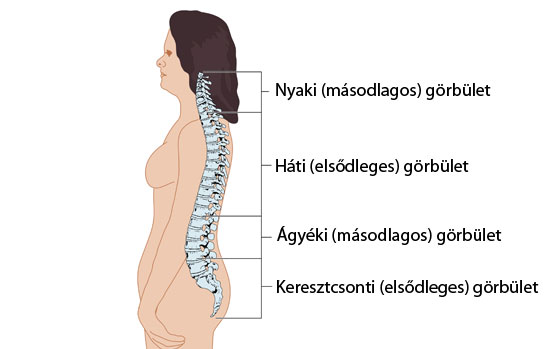 a gerinc komplex kezelése