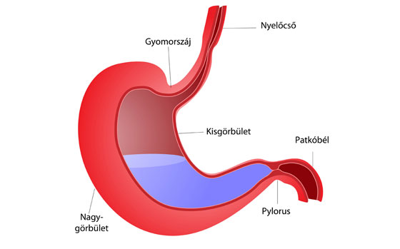 Gyomor részei