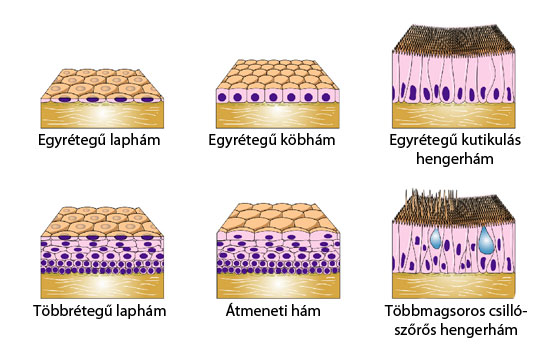 Hámszövet ábra