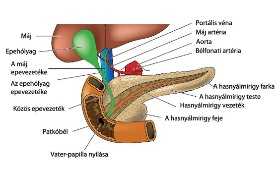 Hasnyálmirigy anatómiai felépítés