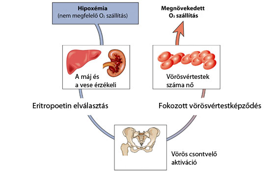 Oxigénhiány (hipoxia) orvosi ábra