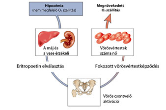 Mit jelent a hipoxia?