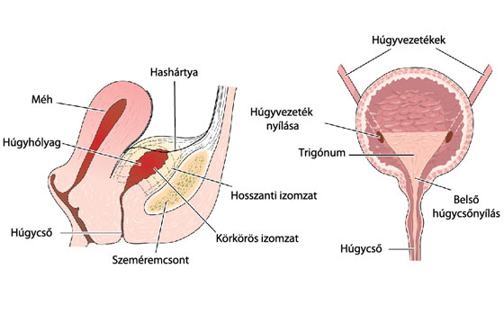 Húgyhólyag ábra