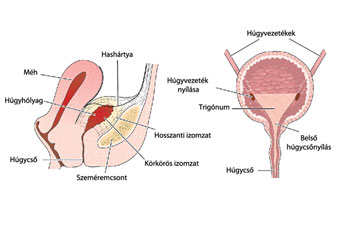 hugyholyag gyulladas tunetei ferfiaknal prostate gland