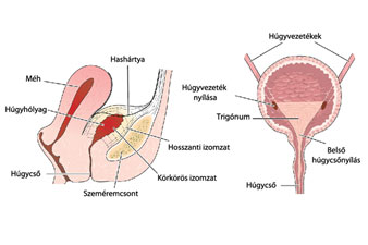 Kenet a mikroflóra nők dekódolása