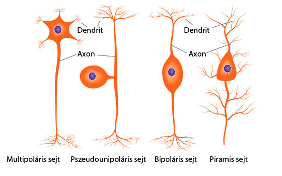 Idegsejtek ábra