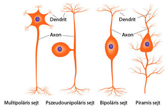 A szklerózis multiplex legjellemzőbb tünetei | BENU Gyógyszertár