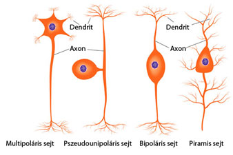 Az ingerület idegsejtről idegsejtre terjed