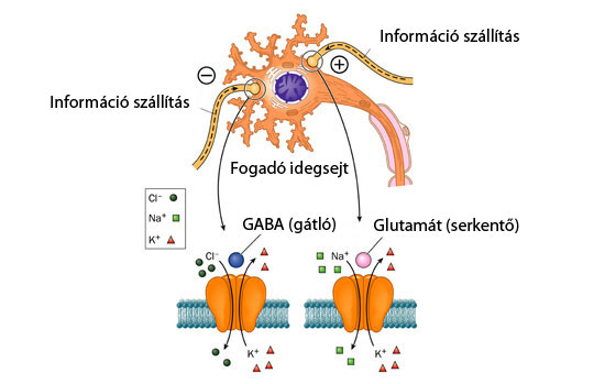 Idegsejtek ingerületátvitele
