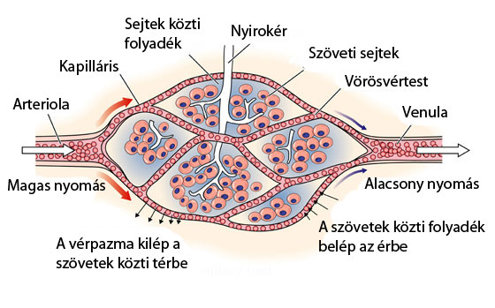 Hematokrit (HTC) - Mit jelez a vérképben?