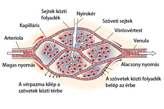 Mit tudhatunk a hajszálerekről?