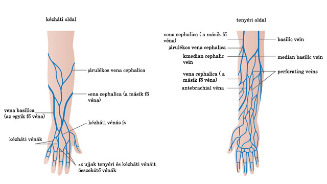 a láb artériák visszér kenőcsök amelyek nem alkalmazhatók visszér ellen
