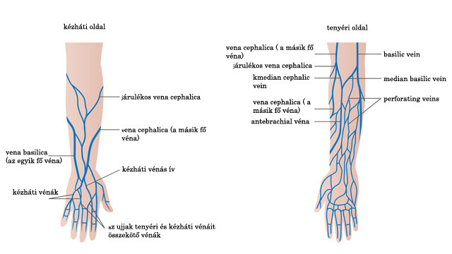 vénák visszér vérrögök